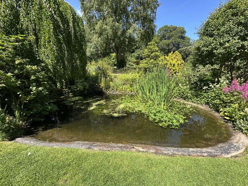 A small pond with calm water features lush green surroundings. Water plants and reeds grow around the pond's edges, while vibrant pink flowers and yellow foliage add colour. A large leafy tree hangs over one side, complementing the serene garden atmosphere under a clear blue sky.