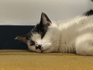 a white and black cat sleeping, its head resting on a yellow carpet. Behind it can be seen the bottom of a ladder and a white wall