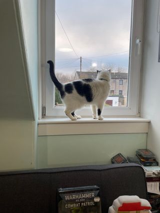 a white and black cat on a windowsill, looking outside